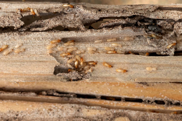 Best Best Pest Control Companies  in Parshall, ND